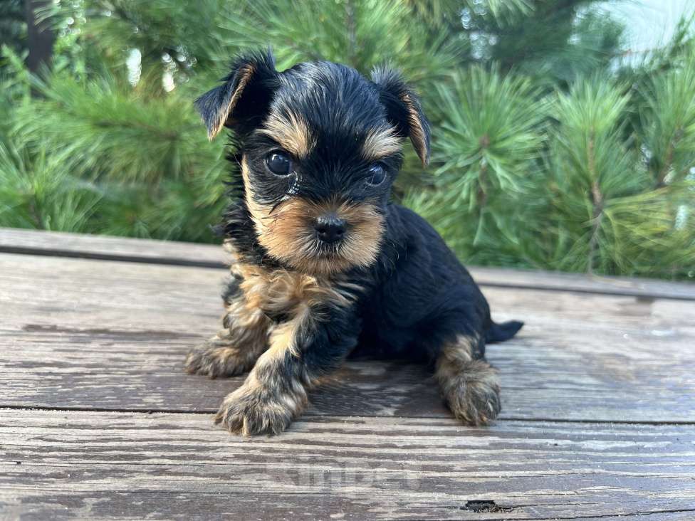 Собаки в Новосибирске: Йоркширский терьер щенки Мальчик, 50 000 руб. - фото 5