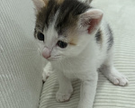 Кошки в Химках: Котенок в добрые руки Девочка, Бесплатно - фото 1