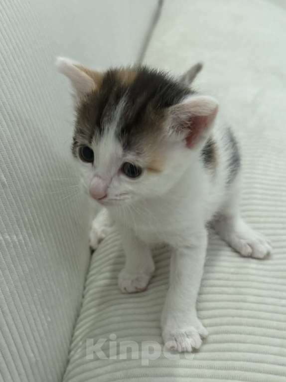 Кошки в Химках: Котенок в добрые руки Девочка, Бесплатно - фото 1
