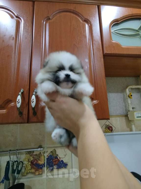 Собаки в Омске: Девчуля Девочка, Бесплатно - фото 2