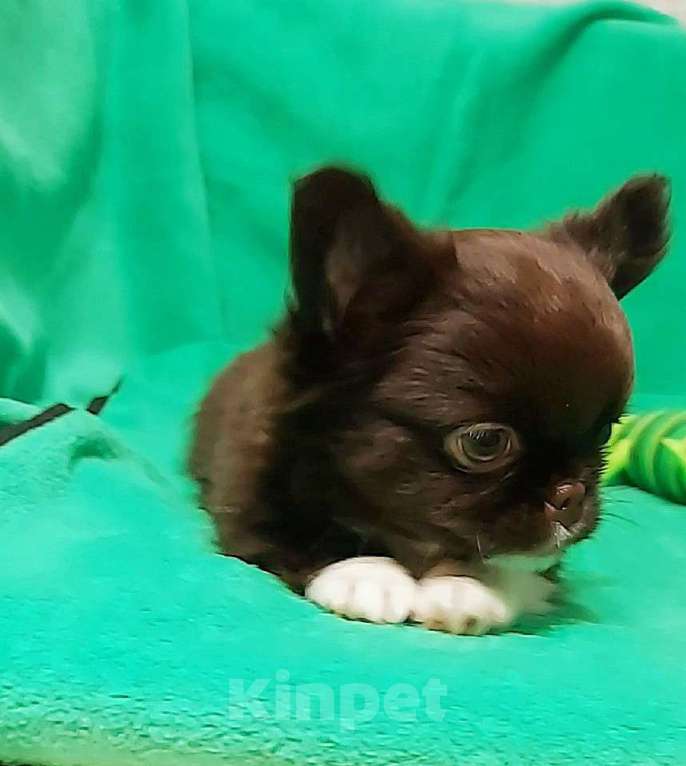 Собаки в Новосибирске: Мальчик Чихуахуа Мальчик, Бесплатно - фото 6