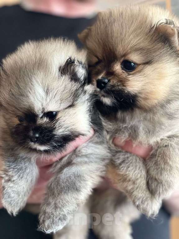 Собаки в Челябинске: Щенки померанского шпица  Девочка, 30 000 руб. - фото 5