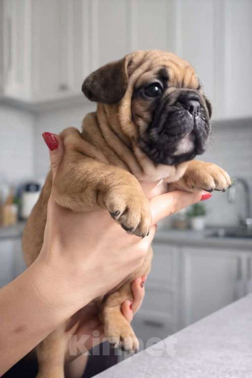 Собаки в Краснодаре: Французский бульдог, щенок Мальчик, 35 000 руб. - фото 4