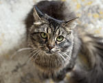 Кошки в Санкт-Петербурге: Кошечка Солнышко Девочка, Бесплатно - фото 1