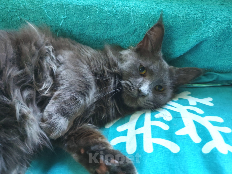 Кошки в Воронеже: Кошечка для любви Девочка, 25 000 руб. - фото 6