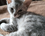 Кошки в Люберцах: Гипоаллергенный котенок Девочка, 5 000 руб. - фото 5