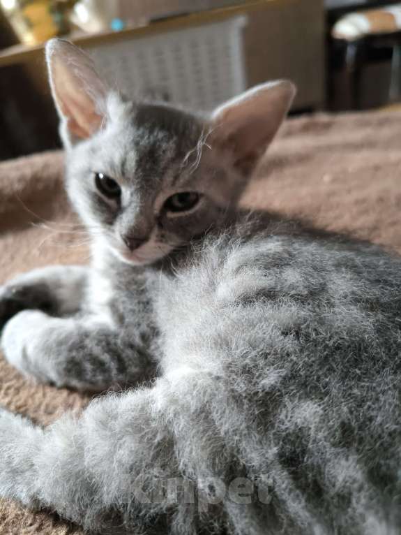 Кошки в Люберцах: Гипоаллергенный котенок Девочка, 5 000 руб. - фото 5