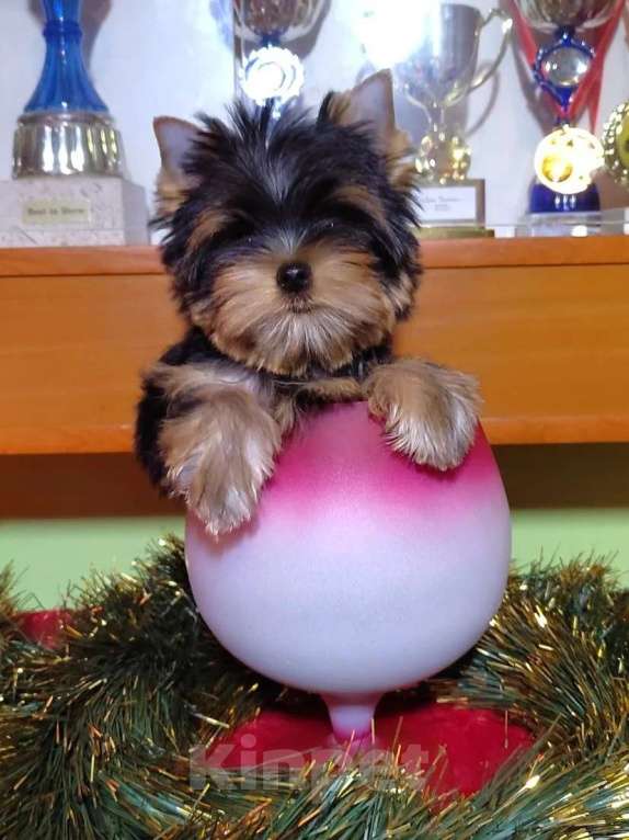 Собаки в Москве: Йоркширский терьер. Мальчик Девочка, Бесплатно - фото 1