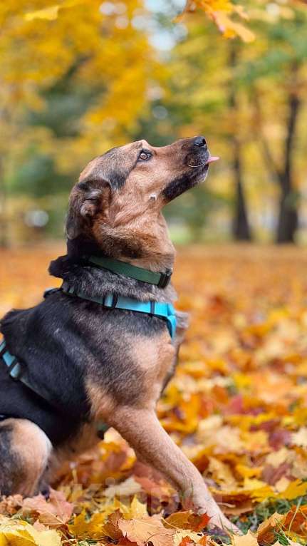 Собаки в Москве: Шуня -маленькое чудо с большим сердцем: ищет дом! Девочка, Бесплатно - фото 3