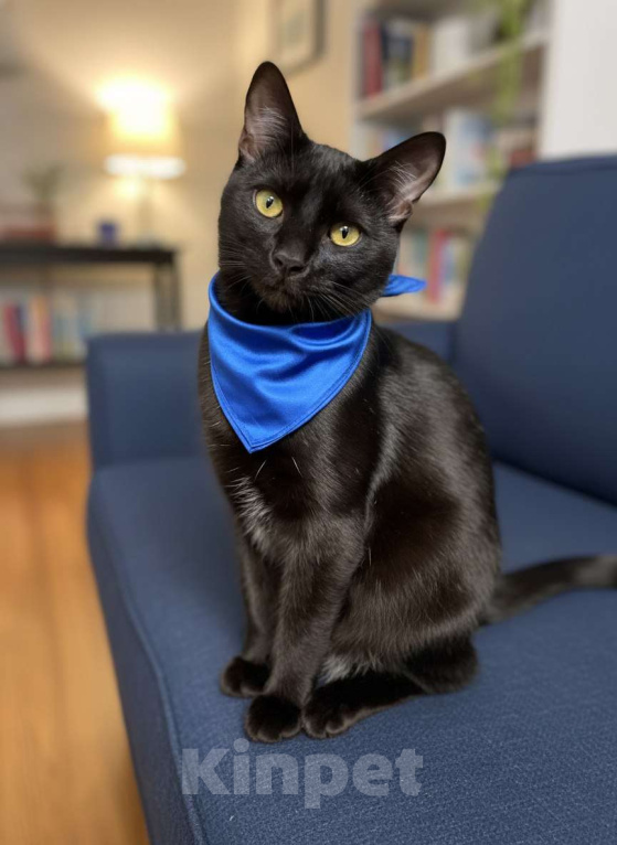 Кошки в Санкт-Петербурге: Ласковый мальчик в добрые руки Мальчик, Бесплатно - фото 1