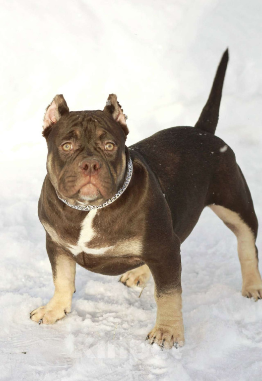 Собаки в Санкт-Петербурге: Американский булли Девочка, Бесплатно - фото 1
