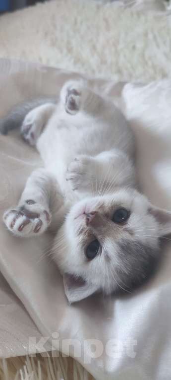 Кошки в других городах Московской области: Серебристая шиншилла скоттиш-страйт мальчик Мальчик, 15 000 руб. - фото 1
