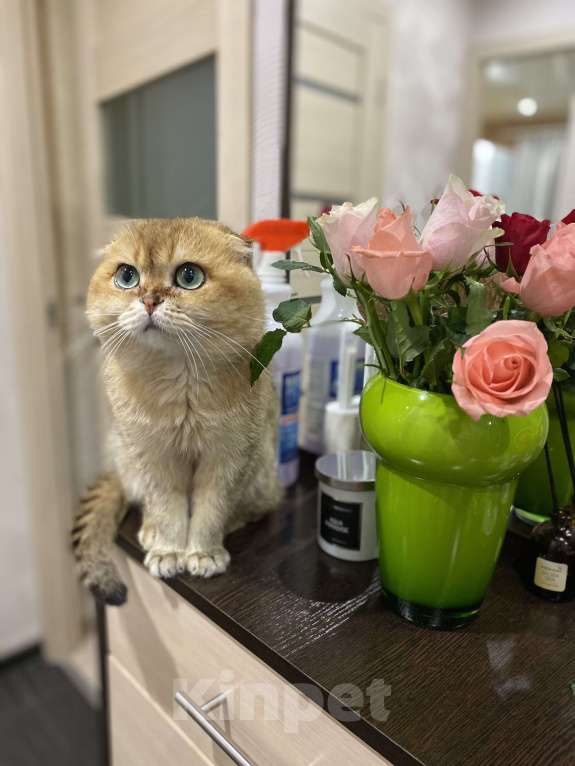 Кошки в Москве: Вязка с шотландским вислоухим котом Мальчик, 9 000 руб. - фото 6