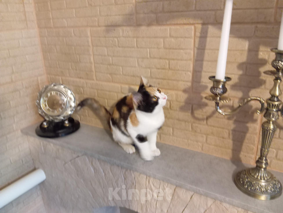 Кошки в Волгограде: Котята в добрые руки и ответственные руки Разнополые, Бесплатно - фото 3
