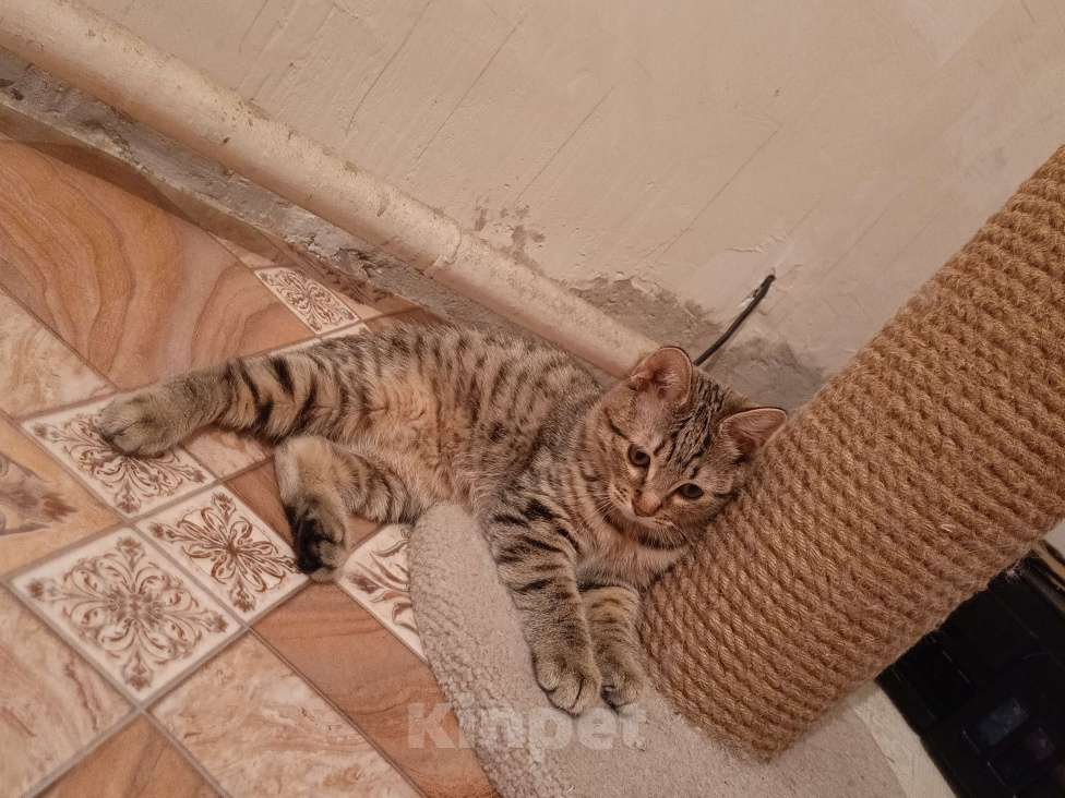 Кошки в Комсомольске-На-Амуре: Курильский бобтейл Мальчик, 50 000 руб. - фото 4