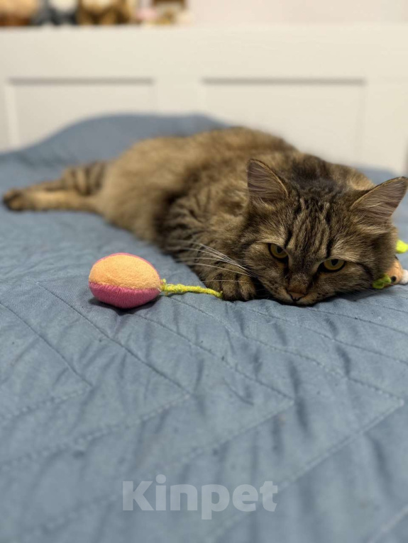 Кошки в Москве: Замурчательный котик Лекс Мальчик, Бесплатно - фото 2