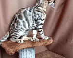 Кошки в других городах Свердловской области: Бенгальский котёнок Девочка, Бесплатно - фото 4
