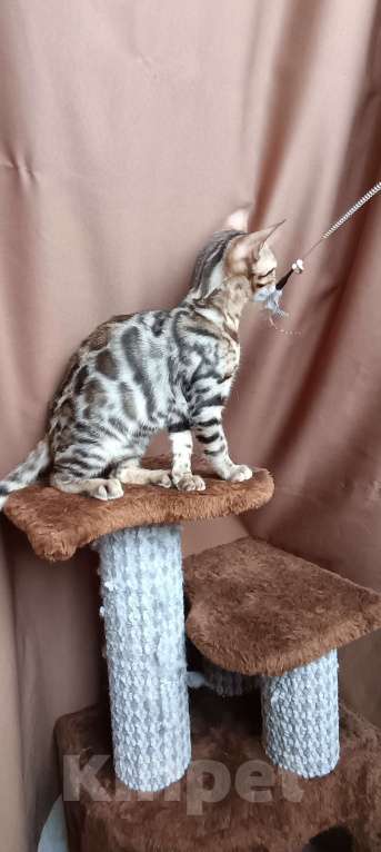 Кошки в других городах Свердловской области: Бенгальский котёнок Девочка, Бесплатно - фото 4