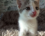Кошки в Пензе: Очаровательный мальчик в дар. Мальчик, Бесплатно - фото 1