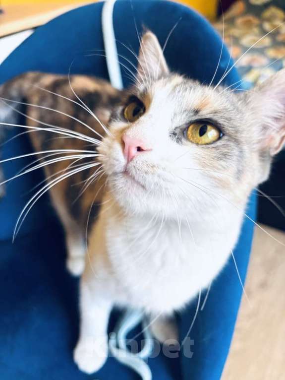 Кошки в Ростове-на-Дону: Кошечке - Трехцветочке срочно нужен дом Девочка, Бесплатно - фото 3