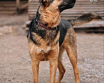 Собаки в Санкт-Петербурге: Кай, молодой домашний пес ищет дом Мальчик, Бесплатно - фото 5
