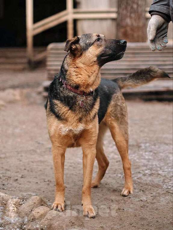 Собаки в Санкт-Петербурге: Кай, молодой домашний пес ищет дом Мальчик, Бесплатно - фото 5