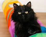 Кошки в Москве: Черный пушистый кот Гриша в добрые руки Мальчик, 1 руб. - фото 3