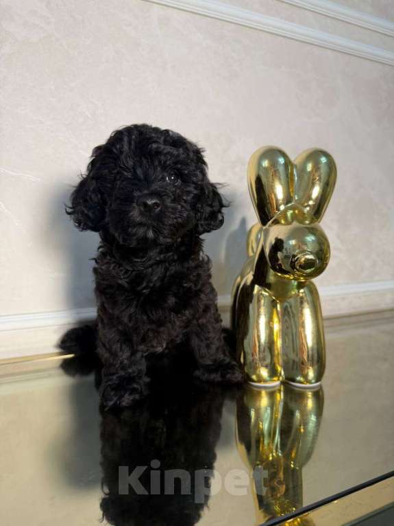 Собаки в Красногорске: Мальтипу девочка Девочка, 60 000 руб. - фото 2