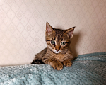 Кошки в Санкт-Петербурге: Тимошка котенок Мальчик, Бесплатно - фото 6
