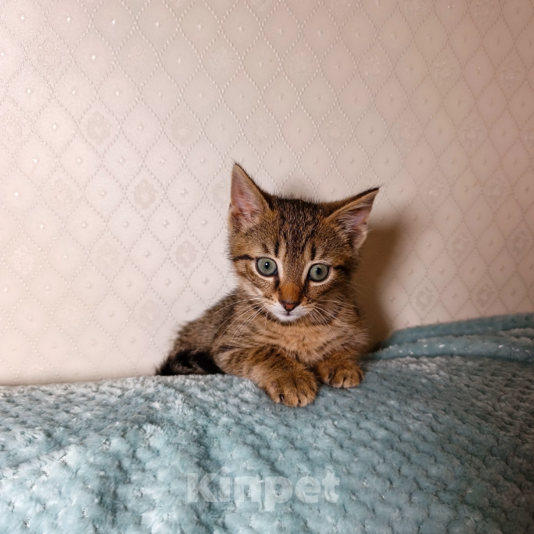 Кошки в Санкт-Петербурге: Тимошка котенок Мальчик, Бесплатно - фото 6