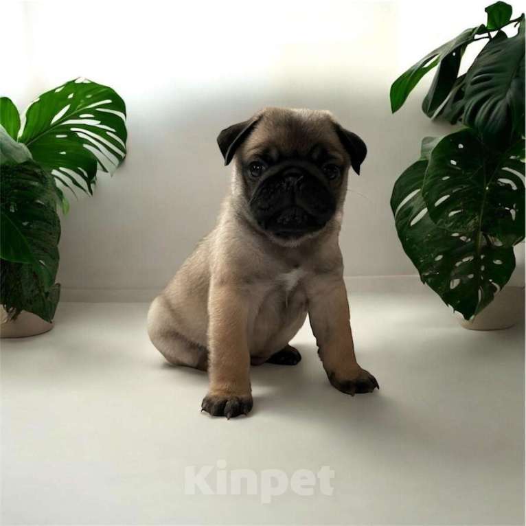 Собаки в Череповце: Мопс, щенок Мальчик, 30 000 руб. - фото 1