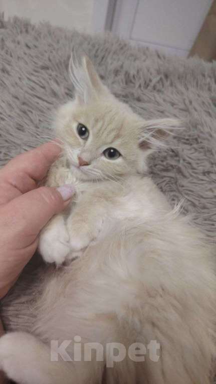 Кошки в Чите: Отдам в добрые руки котенка Мэй Куна, возраст примерно 2 месяца.  Мальчик, Бесплатно - фото 3