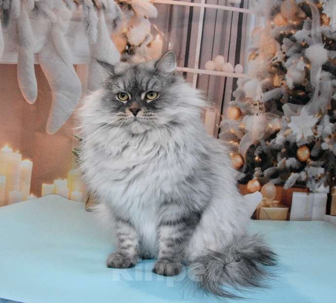 Кошки в Москве: Сибирская серебристая кошечка Девочка, Бесплатно - фото 10