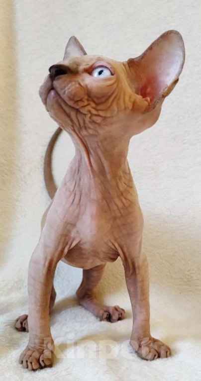 Кошки в Москве: Породный котёнок канадского сфинкса Мальчик, 40 000 руб. - фото 6