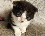 Кошки в Кемерово: Вислоухий черно белый Девочка, Бесплатно - фото 2