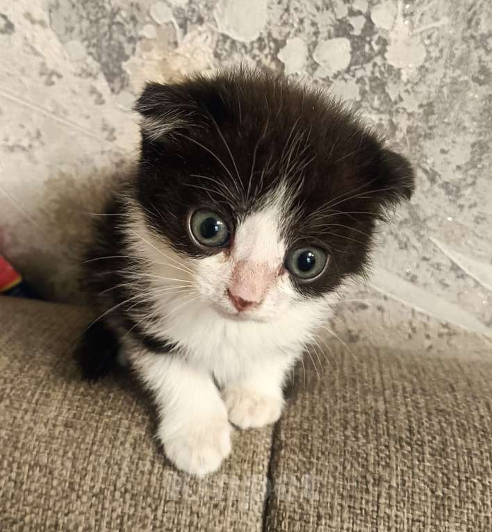 Кошки в Кемерово: Вислоухий черно белый Девочка, Бесплатно - фото 2