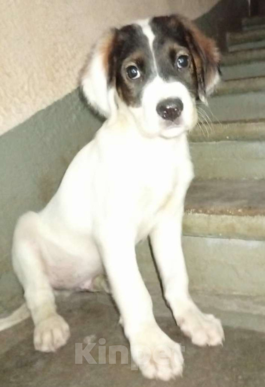 Собаки в Москве: Кевин Мальчик, Бесплатно - фото 1