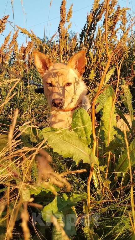 Собаки в Москве: Умка мечтает о семье, возраст 1 годик, идеальная собака  Девочка, Бесплатно - фото 3