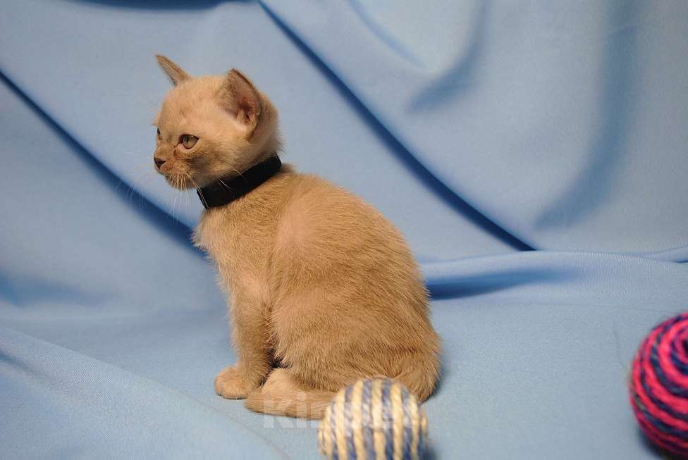 Кошки в Москве: Бурманские котята Девочка, 60 000 руб. - фото 2