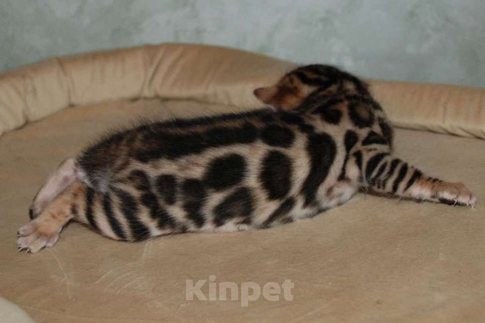 Кошки в Москве: Бенгальский котик  Мальчик, 70 000 руб. - фото 3