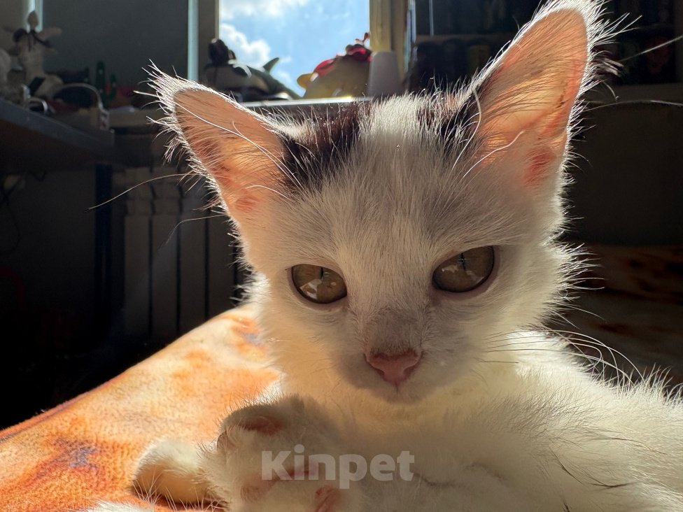 Кошки в Нижнем Новгороде: СРОЧНО ОТДАЕМ КОТЕНКА!!! Девочка, Бесплатно - фото 4