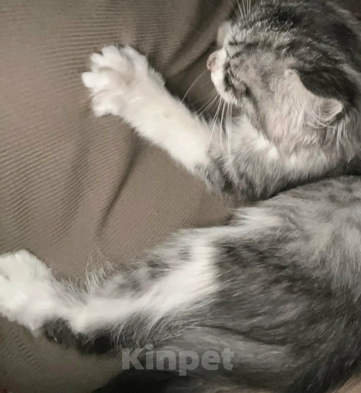 Кошки в Москве: Милый котенок Тим Мальчик, Бесплатно - фото 2