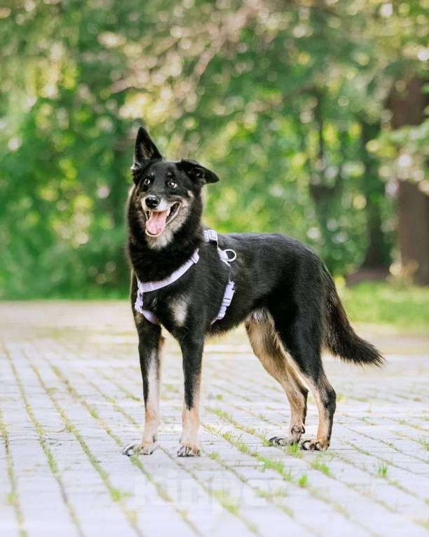 Собаки в Москве: Пёс Малыш - замечательный компаньон и настоящий друг в добрые руки Мальчик, Бесплатно - фото 2