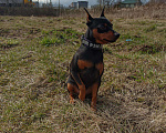 Собаки в Одинцово: Вязка цвергпинчера, 2 000 руб. - фото 1