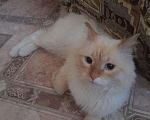 Кошки в Уфе: Кот вязка, 800 руб. - фото 2