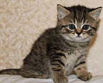 Кошки в Брянске: Котята  Девочка, 2 000 руб. - фото 1