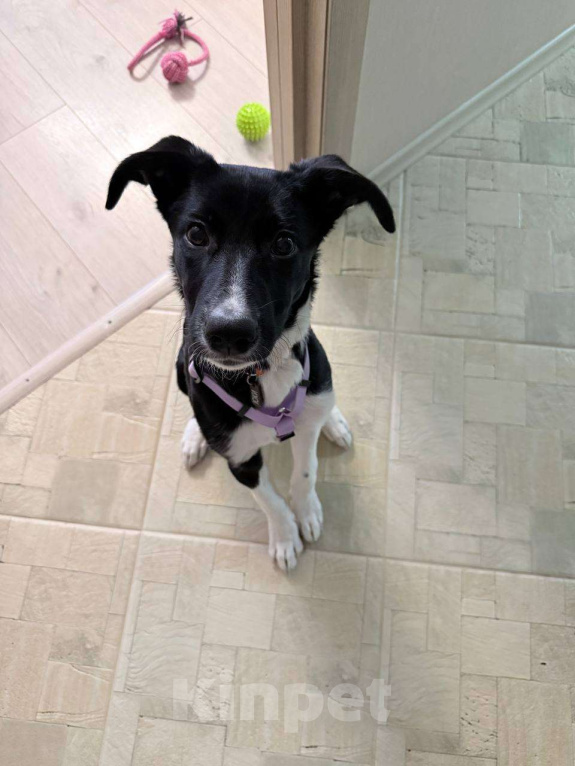 Собаки в Москве: Ищем новых хозяев для щенка Девочка, Бесплатно - фото 2