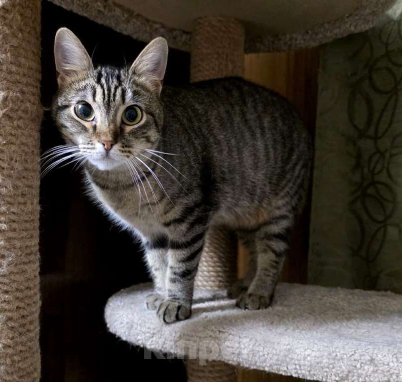 Кошки в Санкт-Петербурге: Красавица Рыся в добрые руки. Девочка, Бесплатно - фото 4