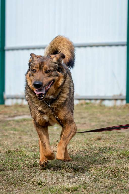 Собаки в Москве: Валик Мальчик, Бесплатно - фото 15