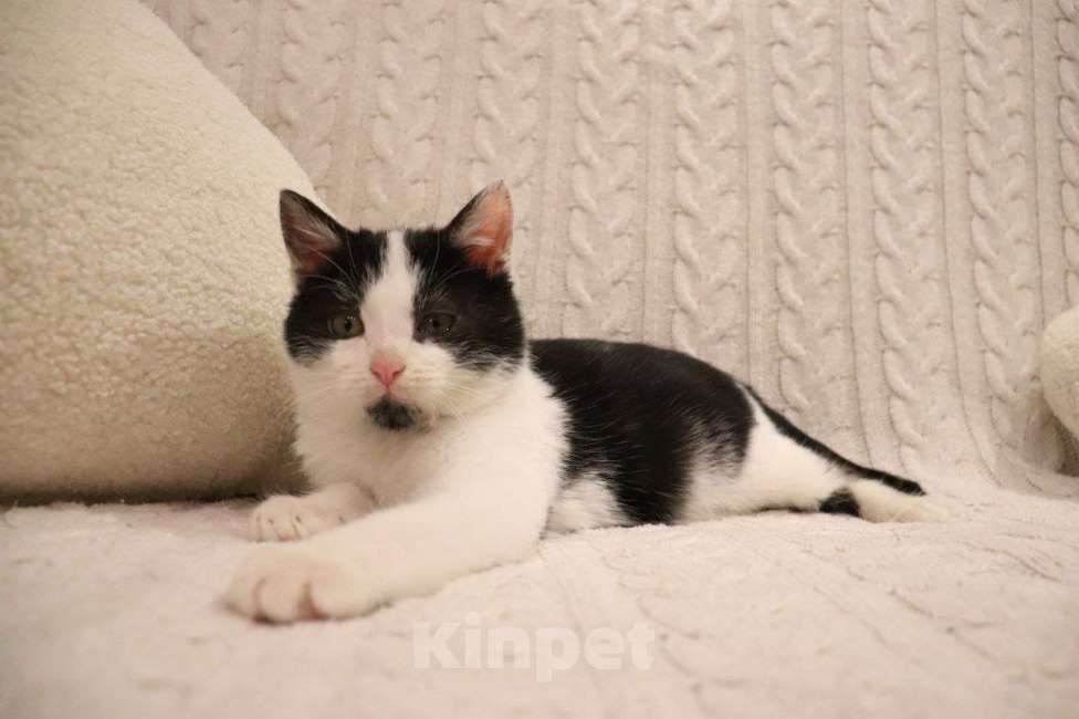 Собаки в Москве: Котенок с ладошку. Ласковый Лука Мальчик, Бесплатно - фото 3